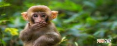 猴子的天敌