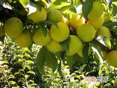 李子