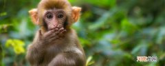 猴子喜欢吃什么食物