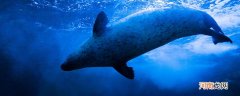 斑海豹是几级保护动物