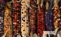 彩色玉米是怎样种出来的 彩色玉米是怎么形成的