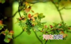 为什么处暑了还这么热 2022处暑过后还要热多久