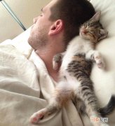 猫咪养熟了的几种表现 猫咪睡觉位置和主人关系