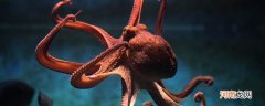 章鱼是两栖动物吗