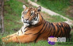 属虎2017年7月运势 属虎2017年7月运势如何