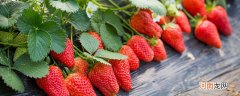 草莓局部软了能吃吗 草莓表面有点软了还能吃吗