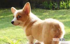 柯基是猎犬吗 柯基是猎犬还是牧羊犬