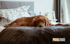 世界上有什么狗名字