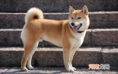 ?中华田园犬智商相当于几岁