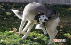 ?哈士奇性格温顺吗