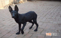 黑狼犬纯不纯怎么分辨