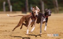 ?脸很长的狗是什么品种