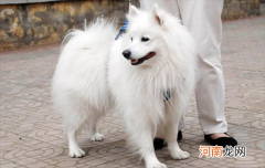 ?为什么银狐很少有人养