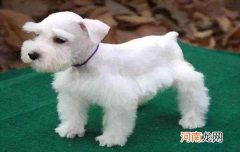 ?白色雪纳瑞有什么缺陷