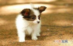 ?蝴蝶犬的寿命有多长