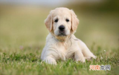 ?挑选好狗的6条标准