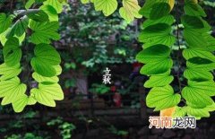 立秋当天会不会下雨 2022年立秋会下雨吗