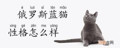 俄罗斯蓝猫性格怎么样
