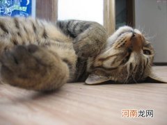 中国狸花猫多少钱