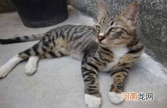 中国狸花猫纯种价格