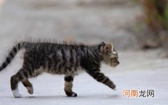 中国狸花猫怎么选购