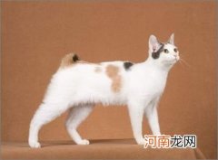 日本短尾猫多少钱一只