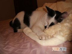 日本短尾猫怎么挑选