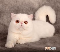 如何挑选异国短毛猫