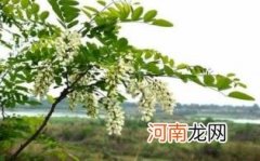 黑槐树的功效与作用优质