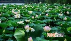 武汉有过40度以上的高温吗 武汉夏天气温一般多少度