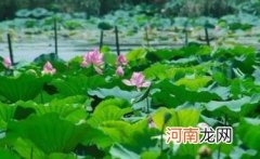 武汉大概什么时候降温 武汉几月份才能凉快