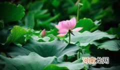 三伏天吃什么好补身体 2022年三伏天吃什么最好