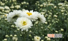 2022年清明扫墓上坟用真花还是假花