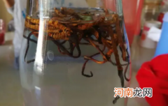 一斤酒泡多少虫草合适