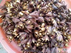 香椿子的功效与作用