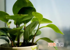 哪些绿植可以放在卧室养