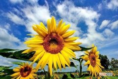 向阳花的花语是什么意思 向阳花的寓意和花语