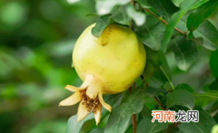 石榴皮什么颜色代表熟了