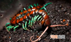 家里放一物绝对没蜈蚣100%有效