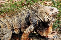 恐龙的祖先是什么东西 恐龙的祖先是什么