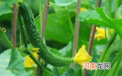 黄瓜花打顶后能恢复吗