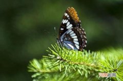 昆虫记每章节的主要内容是什么