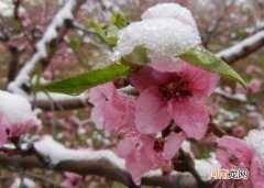 倒春寒对果树的影响