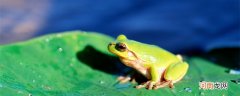 青蛙有什么作用和本领 青蛙都有什么作用和本领呢