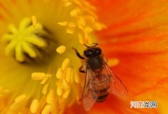 花粉怎么保存
