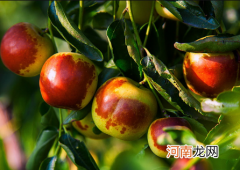 冬枣是不是不能一次性吃太多