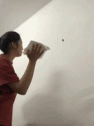 蟑螂为什么会飞 蟑螂会飞吗