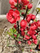 春天预防蚊子的小妙招 如何预防蚊子