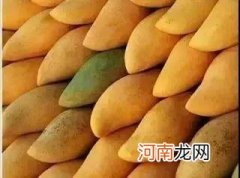 芒果可以放冰箱吗，芒果有黑斑点可以吃吗？