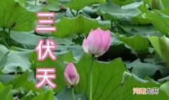 2021年三伏天入伏出伏时间表 2021年哪天入伏